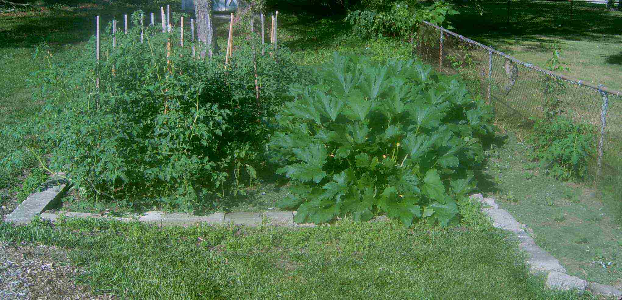 gardenweb.jpg